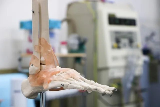 距骨と腓骨の関係性とは？足首の安定と痛みの秘密を徹底解説！